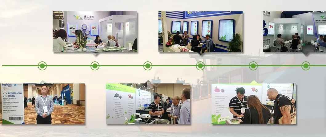 for Relexing and Calm Natural Green Tea Extract Powder L-Theanine 99%