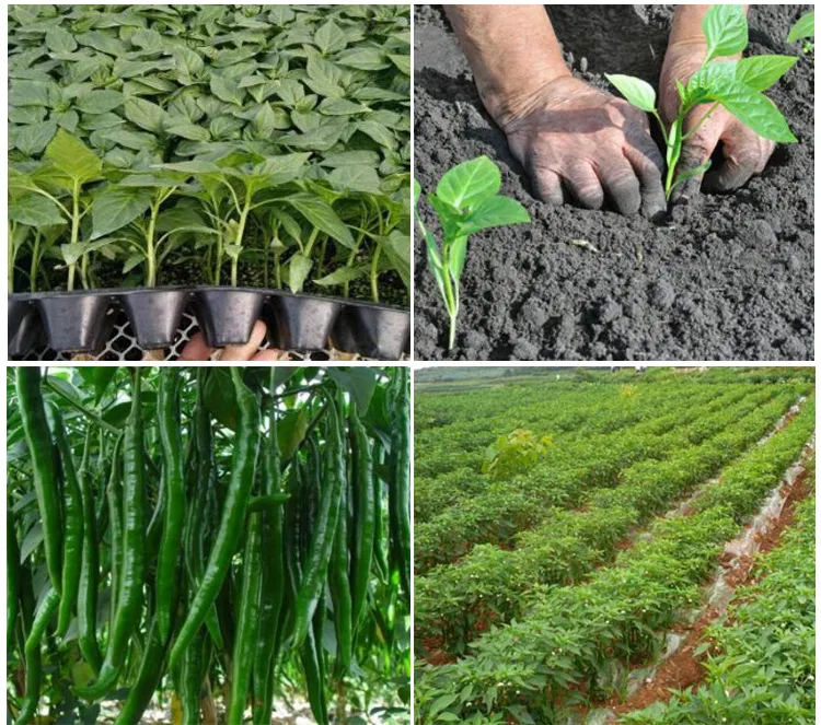 Fragrance & Flavour Capsicol Chili Oil with Shu Oil Capsaicin