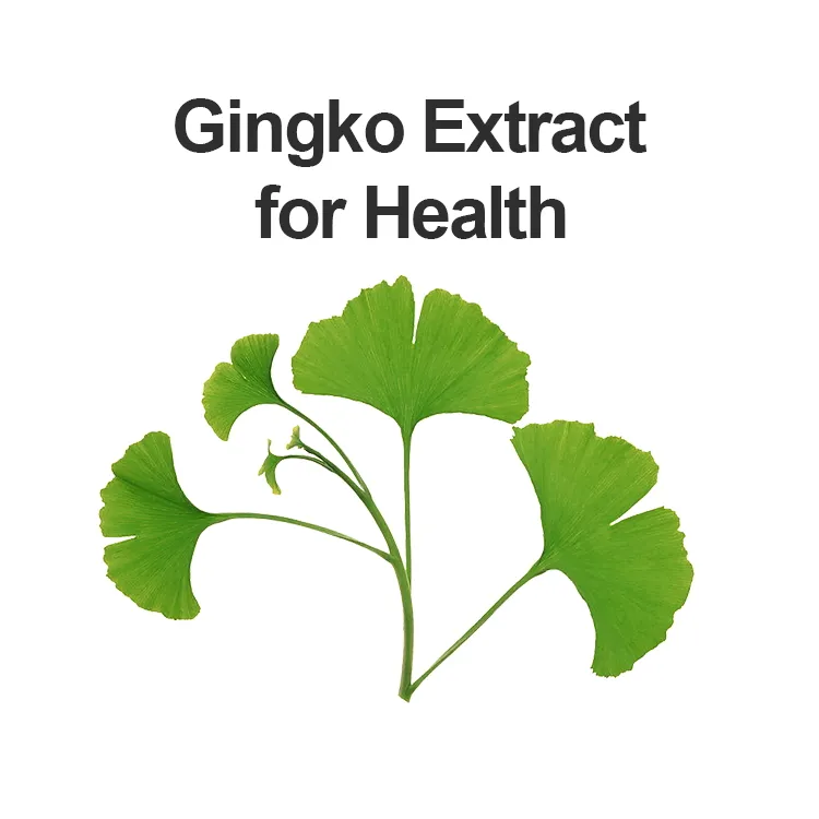 Ginkgo Biloba Leaf Extract Powder to Imporve Memory and Concentration as Functional Food Supplement