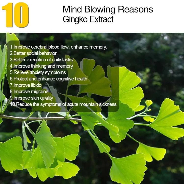 Ginkgo Biloba Leaf Extract Powder to Imporve Memory and Concentration as Functional Food Supplement