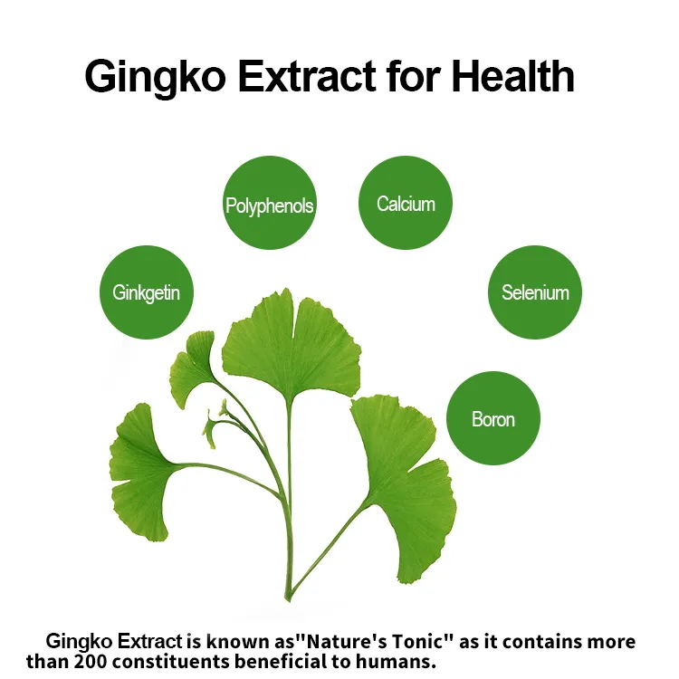Ginkgo Biloba Leaf Extract Powder to Imporve Memory and Concentration as Functional Food Supplement