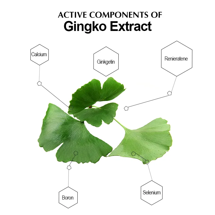 Ginkgo Biloba Leaf Extract Powder to Imporve Memory and Concentration as Functional Food Supplement
