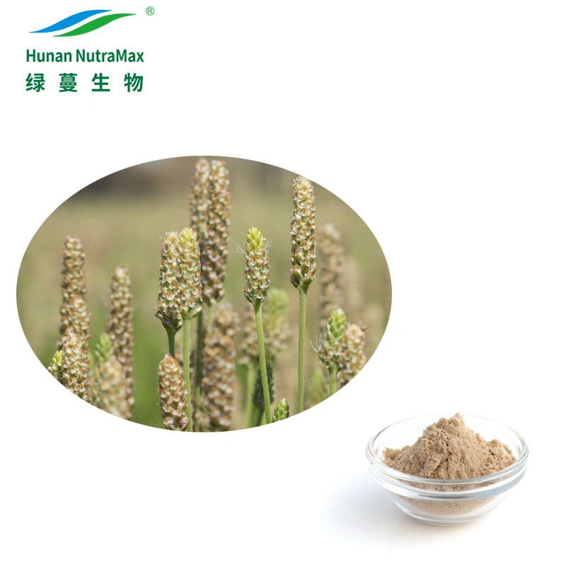 GMP Factory Supply Psyllium Husk Powder 98% for Vegan Diet