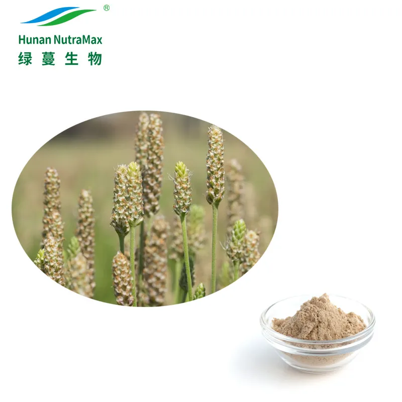 GMP Factory Supply Psyllium Husk Powder 98% for Vegan Diet