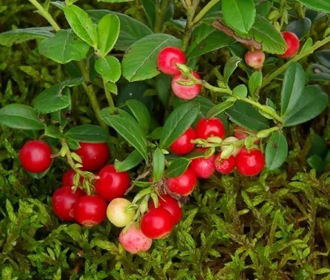 Good Quality Competitive Price ISO China Supplier Herbal Extract 10%-70% Proanthocyanidins Cranberry Extract