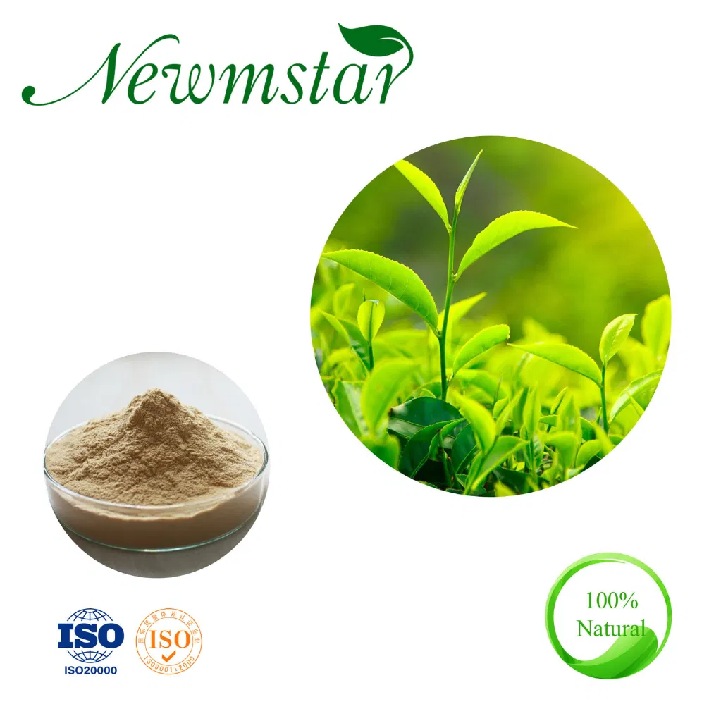 Green Tea Extract Powder, 20%, 40% L-Theanine for Weight Loss