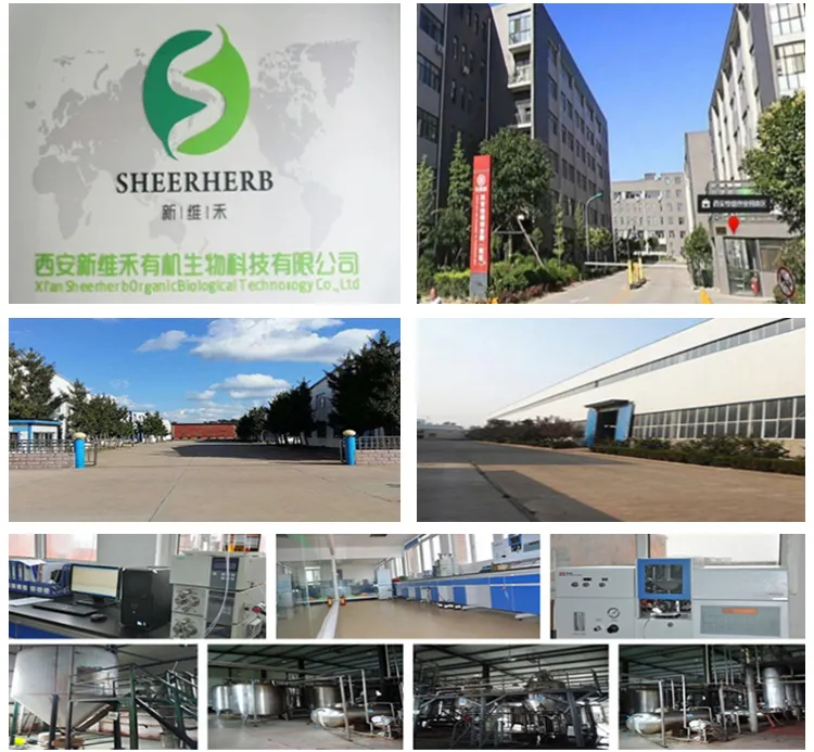 Grganic Pure Red Ginseng Extract Ginseng Extract10%-- 80% Ginsenoside Fine Panax Ginseng Extract Powder OEM