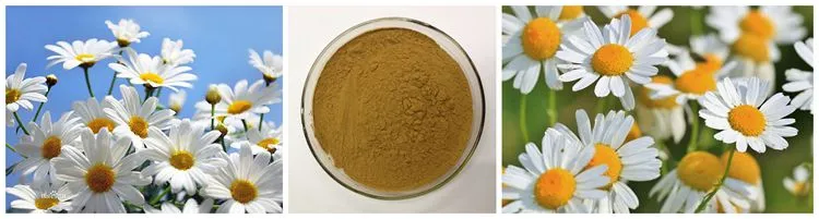 Halal Kosher Certified Natural Chamomile Flower Extract Powder