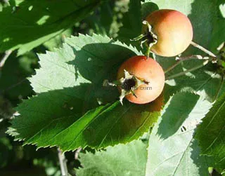 Hawthorn Leaf Extract with 1~1.8% Vitexin-2-0-Rhamnoside by HPLC
