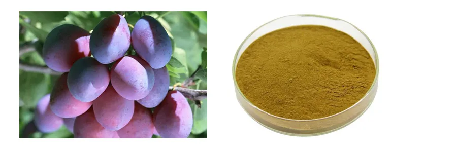 Health Care Raw Material Bluk Dark Plum Extract