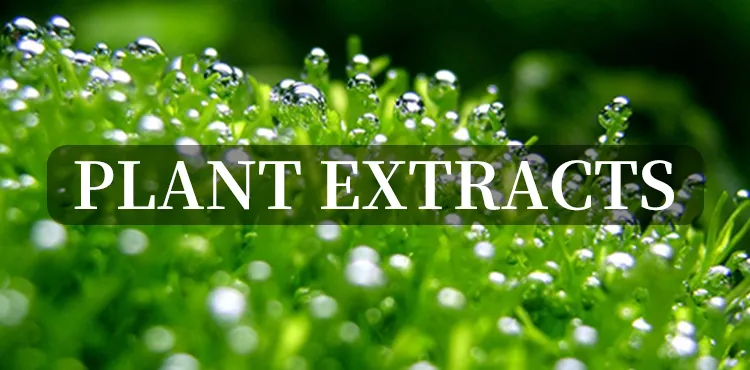 Herbal Extract Acer Truncatum Seed Extract Wholesale Price Nervonic Acid