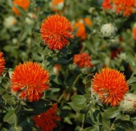 Herbal Extract for Livestock Natural Safflower Extract Hot Selling Plant Extract