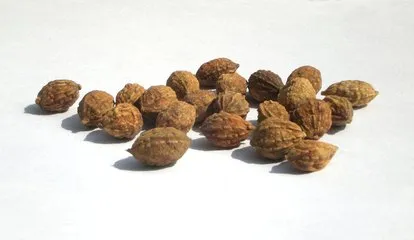 High Quality 10: 1 20: 1 Sharpleaf Galangal Fruit Extract