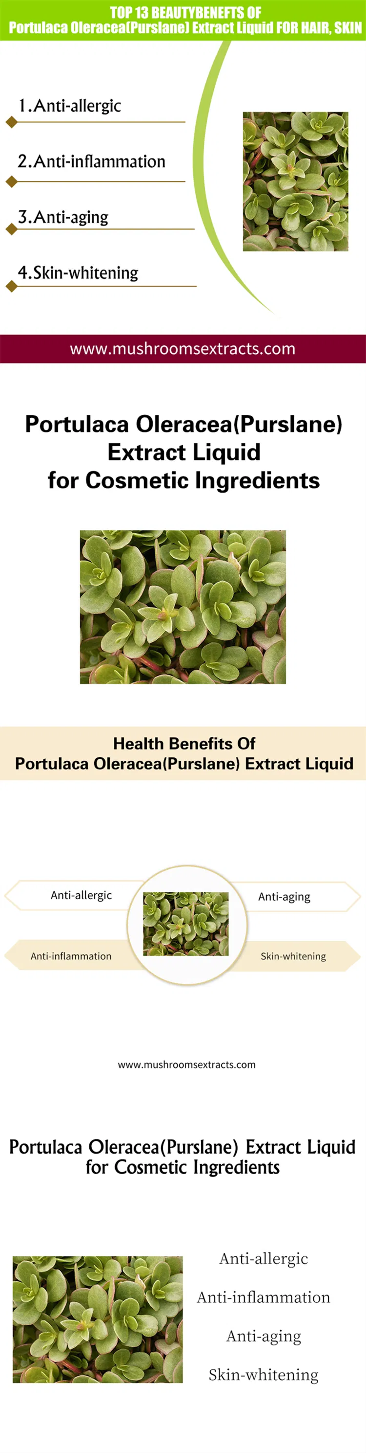 High Quality Portulaca Oleracea Portulaca Extract Liquid for Skin Care and Health Supplement