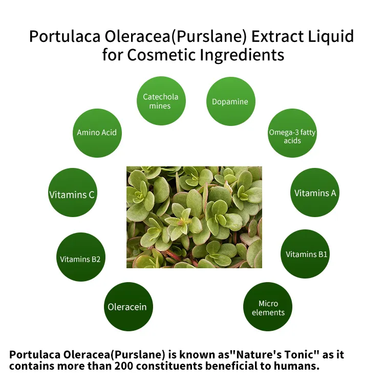 High Quality Portulaca Oleracea Portulaca Extract Liquid for Skin Care and Health Supplement