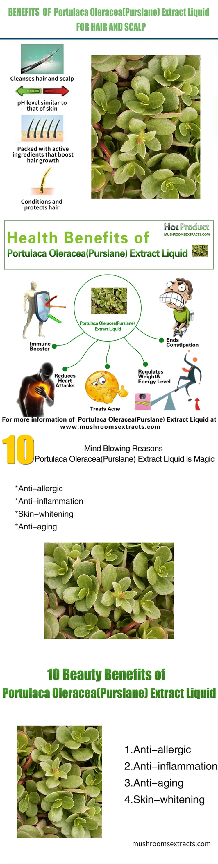 High Quality Portulaca Oleracea Portulaca Extract Liquid for Skin Care and Health Supplement