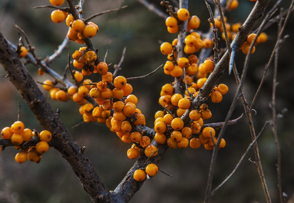 High Quality Sea Buckthorn Extract Powder /Hippophae Rhamnoides L. Improve Immunity Function