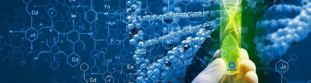 High Quality Sophora Japonica Extract Isoquercitrin 98%CAS 482-35-9