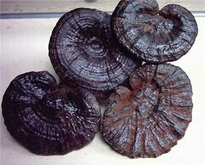 High Standard 10%-50% Polysaccharides 10%-50% Beta Glucan Ganoderma Lucidum/Reishi Mushroom Extract
