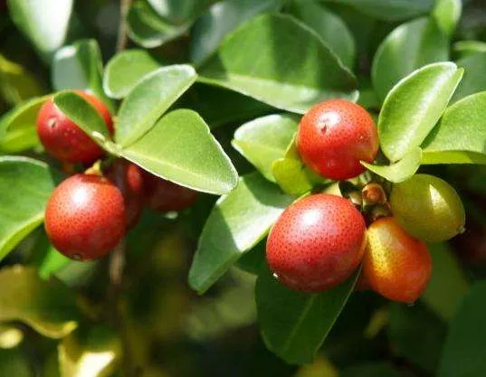 Horse Chestnut Extract Aescin on Sell