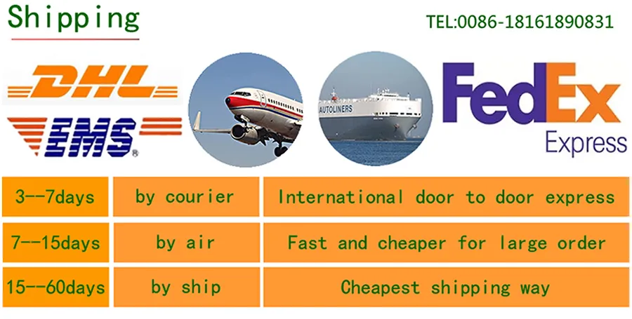 Hot Sale 100% Natural Angelica Dahrica P. E.