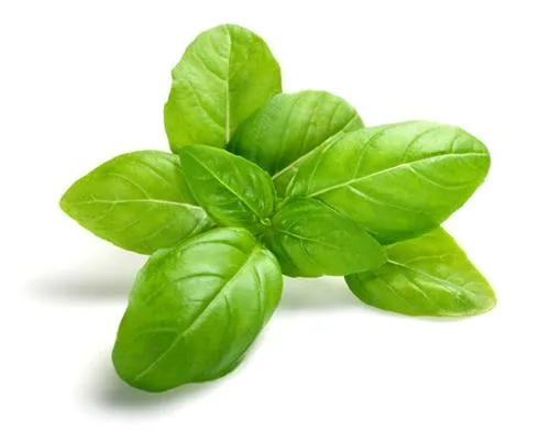 Hot Sale Basil Extract with High Quality (Ratio: 4: 1-20: 1) Ocimum Sanctum P. E.