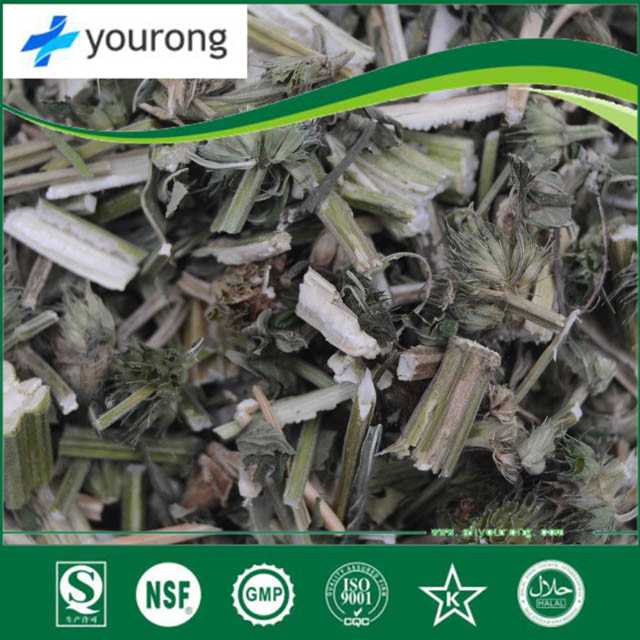 ISO Certificated Leonurus Heterophyllus/High Quality Natural Motherwort Extract