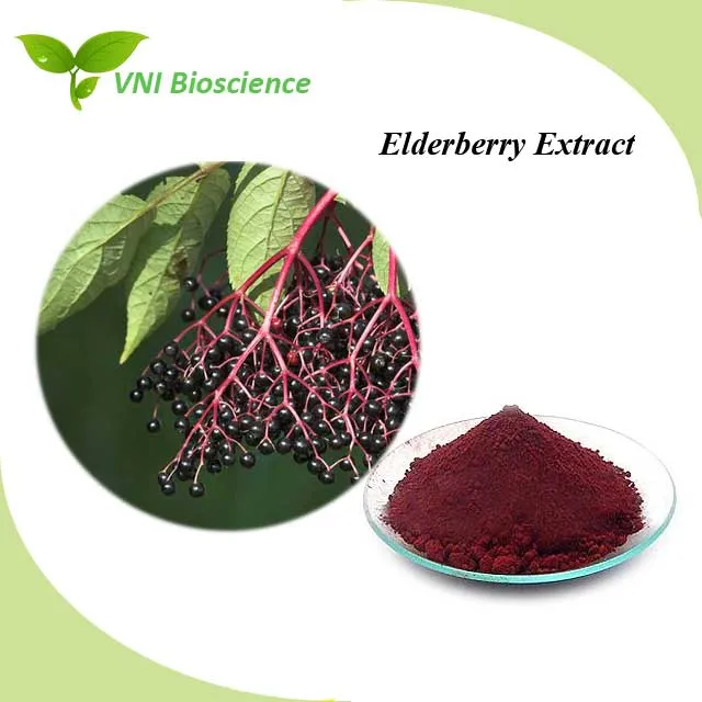 ISO Certified 100% Natural Sambucus Williamsii Extract Elderberry Extract