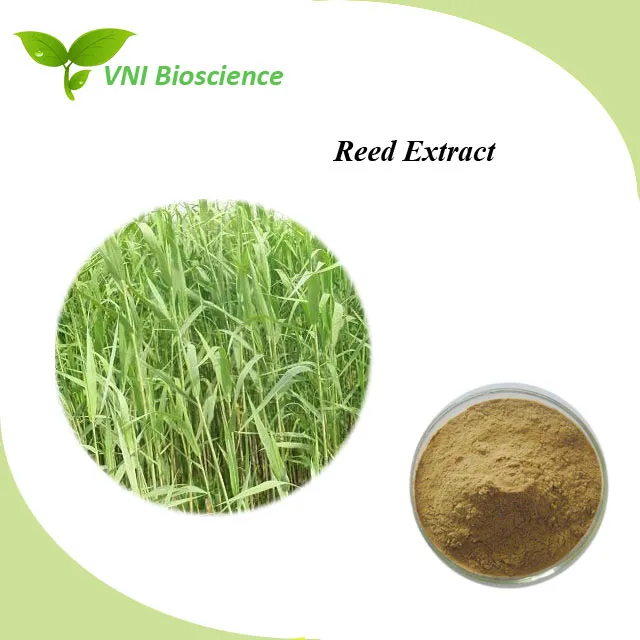 ISO Certified Bulrush Extract Phragmites Australis Extract Reed Extract