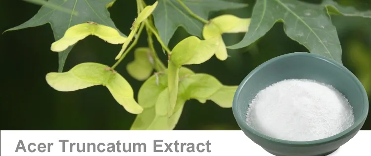 ISO Factory Supply Acer Truncatum Extract 90% Nervonic Acid
