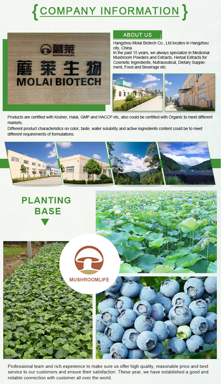 ISO HACCP Certified IVY Leaf Extract Hedera Helix 10: 1 Treatment as Scabies, Lice and Sunburn