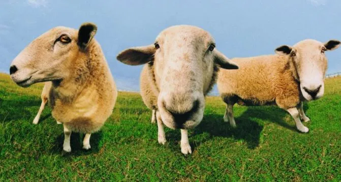 Lipase, Digestive Enzymes, Enzyme Preparations, Feed Antibiotic Substitutes