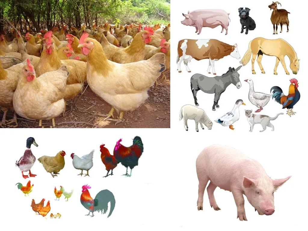 Lysozyme Best Selling Feed Ingredient High Quality