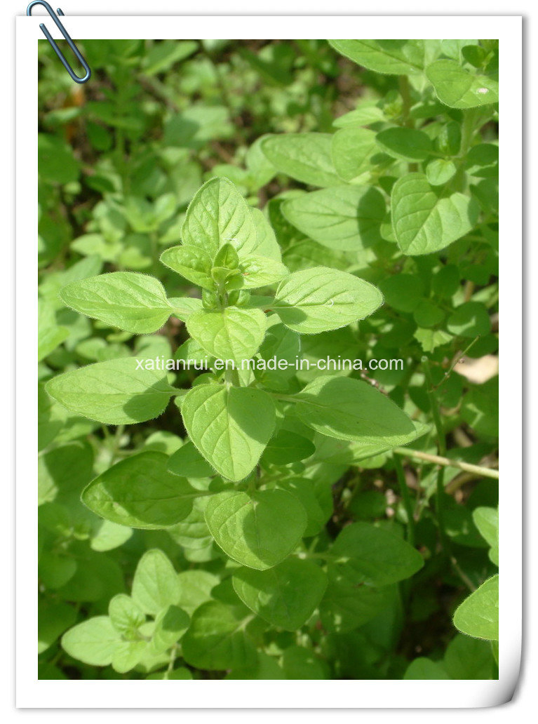 Manufacturer Natural Wild Marjoram/Oregano 10: 1 Extract Powder