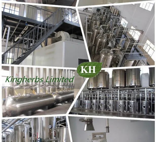Manufacturer Supply 100% Natural Isatis Root Extract /Radix Isatidis Extract