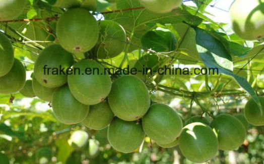 Mogroside V 90%, Momordica Grosvenori Extract / Monk Fruit Extract