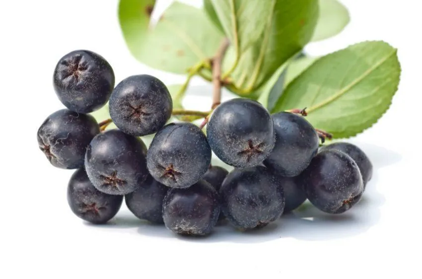 Natural 5%~40% Anthocyanidins Black Aronia Chokeberry Extract Powder