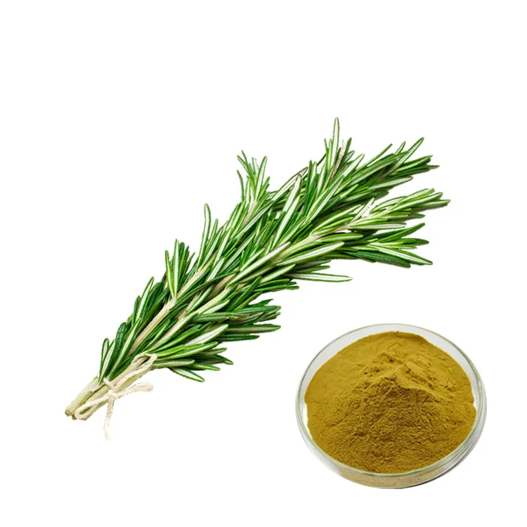 Natural Antioxidant 5%~60% Carnosic Acid Oil Powder Rosemary Extract