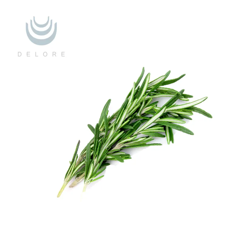 Natural Antioxidant Rosemary Extract 5%~60% Carnosic Acid 2.5%~98% Rosmarinic Acid 25%~98% Ursolic Acid Essential Oil Feed Additive Herbal Extract