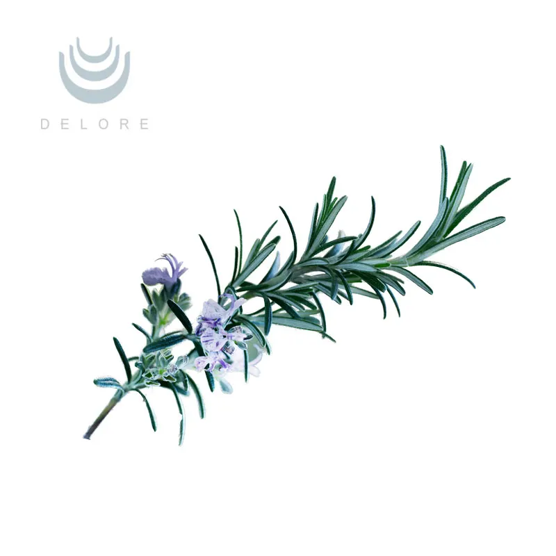 Natural Antioxidant Rosemary Extract 5%~60% Carnosic Acid 2.5%~98% Rosmarinic Acid 25%~98% Ursolic Acid Essential Oil Feed Additive Herbal Extract