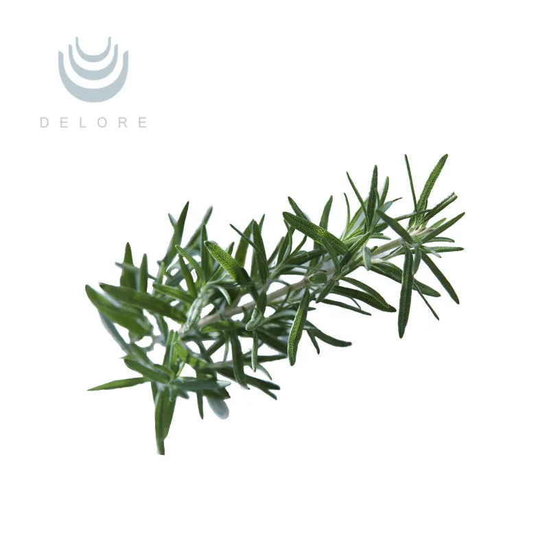 Natural Antioxidant Rosemary Extract 5%~60% Carnosic Acid 2.5%~98% Rosmarinic Acid 25%~98% Ursolic Acid Essential Oil Feed Additive Herbal Extract
