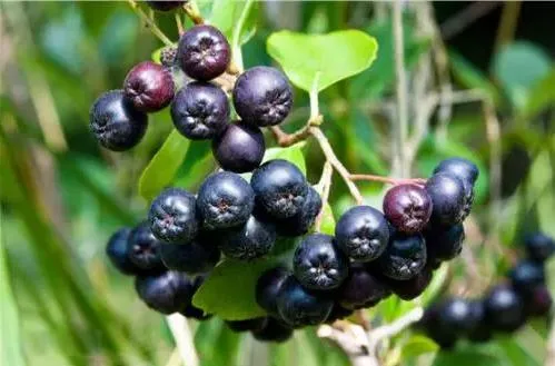 Natural Aronia Melanocarpa Extract Black Chokeberry Extract 10: 1