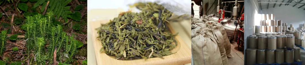 Natural CAS 102518-79-6 Huperzia Serrata Extract Huperzine Powder