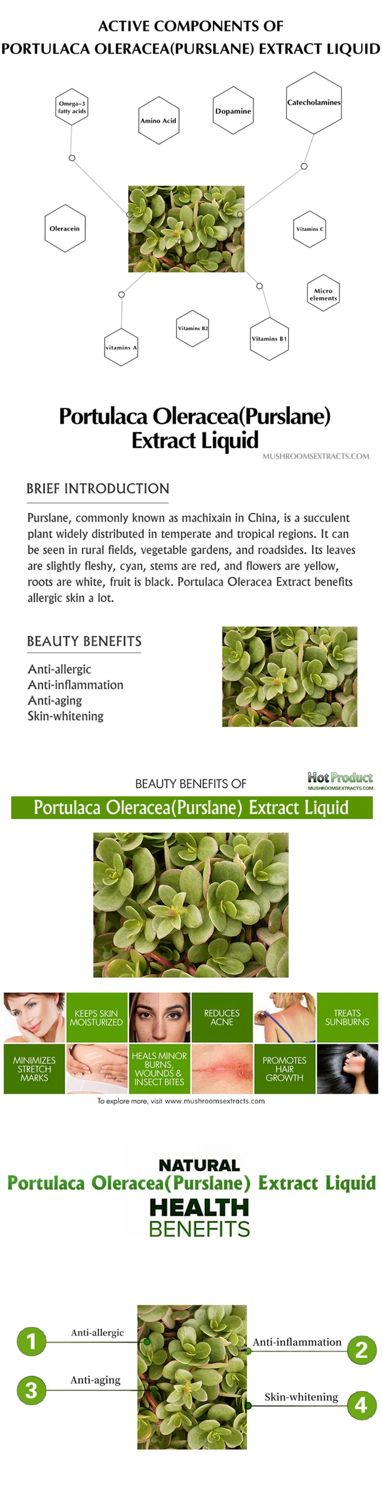 Natural Herb High Nutritional Portulaca Oleracea Extract Liquid Solvent Extraction for Cosmetic Ingredient