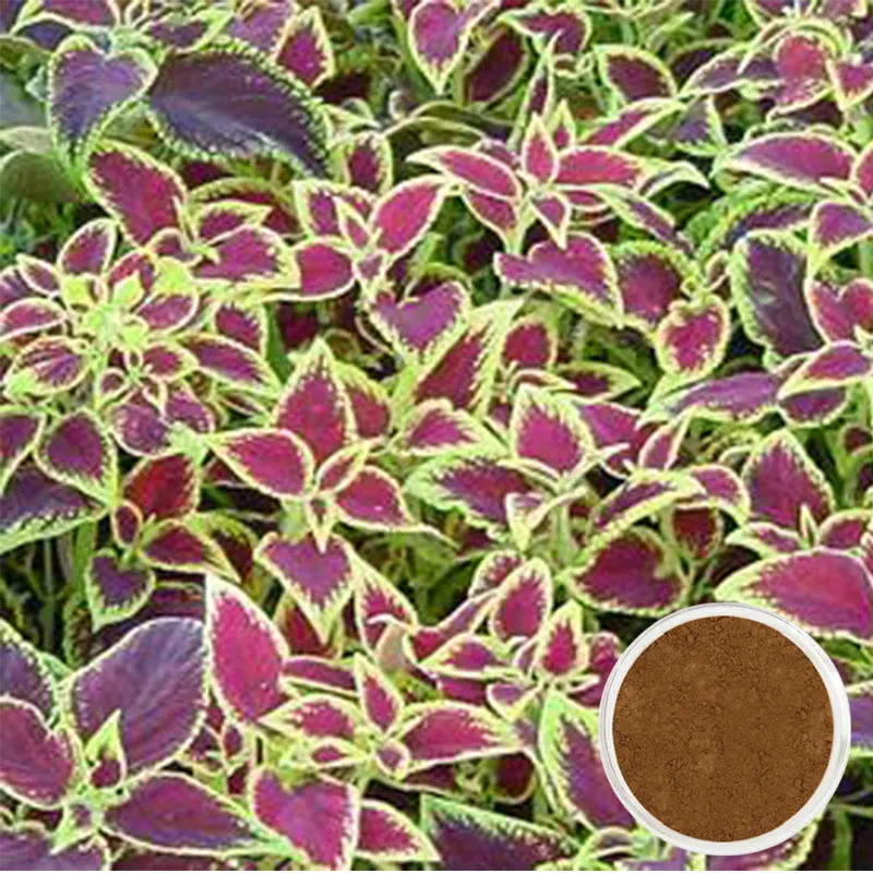 Natural Plant Extract Factory Supply Natural Coleus Forskohlii Extract Forskolin10%-40% for Muscle Enhancer
