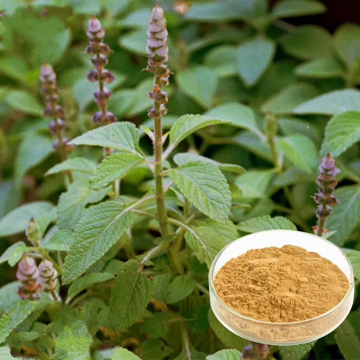 Natural Plant Extract Factory Supply Natural Coleus Forskohlii Extract Forskolin10%-40% for Muscle Enhancer