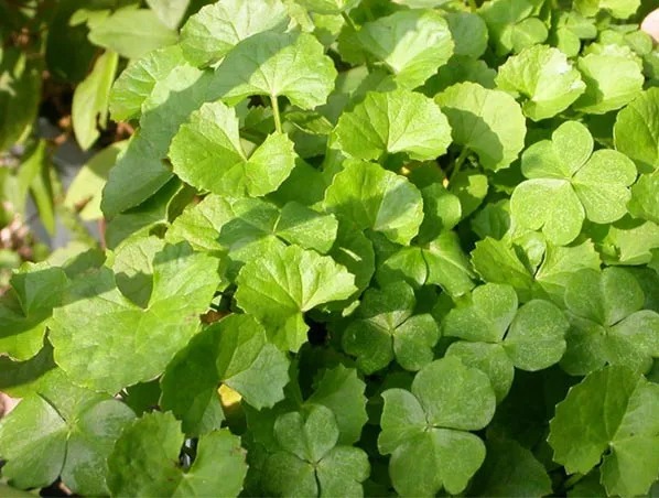 Natural Plant Extract Gotu Kola Extract Asiaticoside 5% -90% Centella Asiatica Extract