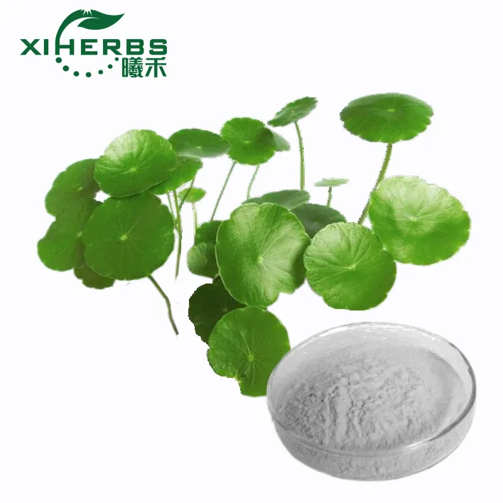 Natural Plant Extract Gotu Kola Extract Asiaticoside 5% -90% Centella Asiatica Extract