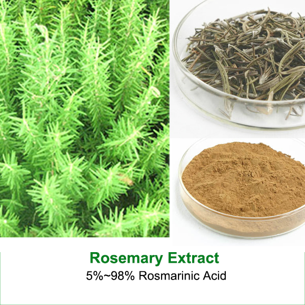 Natural Rosemary Extract Rosmarinic Acid