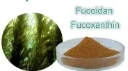 Natural Seaweed Extract Fucoidan Powder